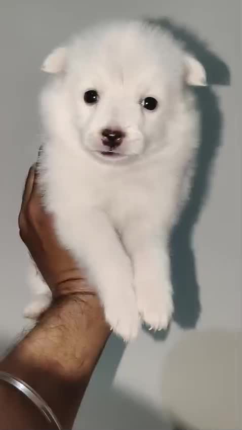 Culture Pom Puppy, farm video