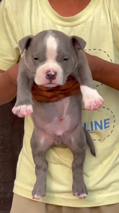 American Bully Pocket Size Puppy, farm video