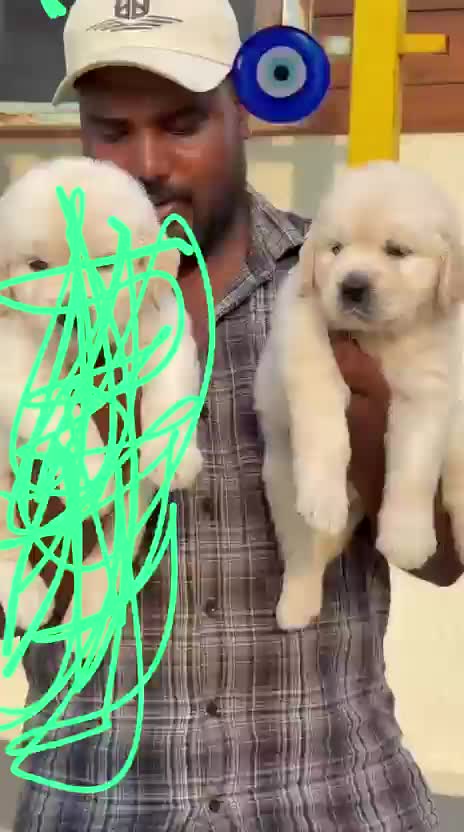 Beagle Black & Tan Puppy, farm video