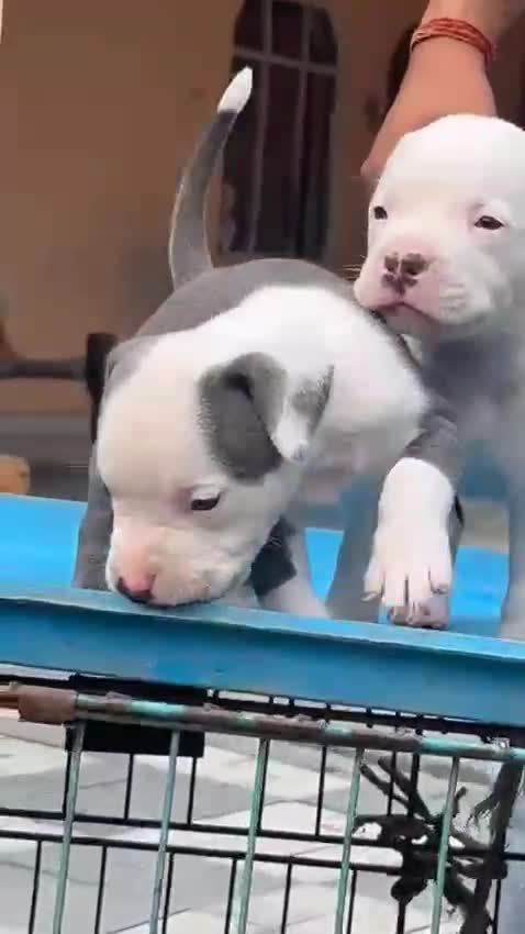 American Bully Pocket Size Puppy, farm video