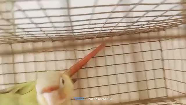 Pineapple Headed Conure, farm video