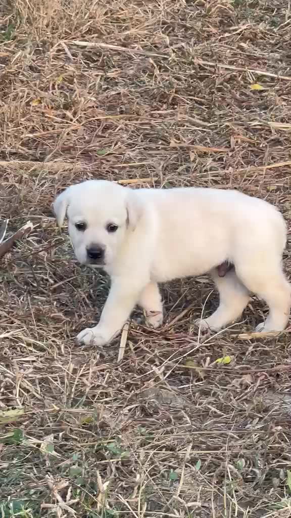 Beagle Black & Tan Puppy, farm video