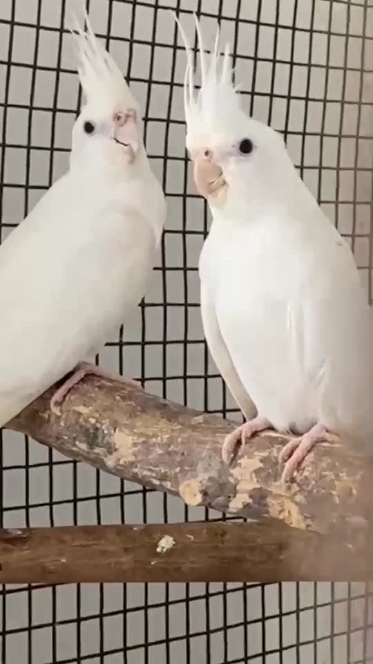 Cockatiel, farm video