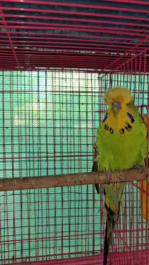 Exhibition Budgies, farm video