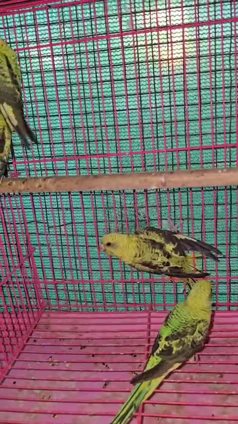 Budgies, farm video