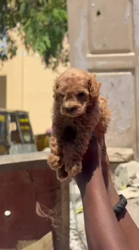 Maltipoo Puppy, farm video