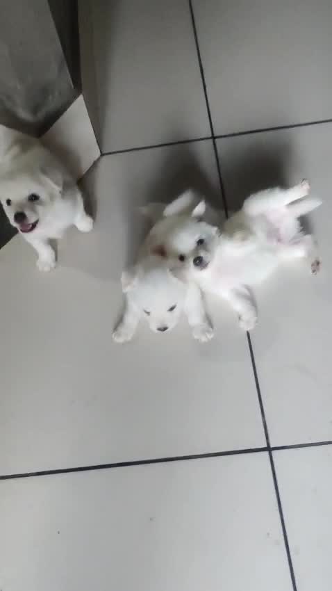 Culture Pom Puppy | White Color, farm video