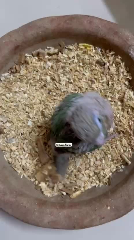 Pineapple Headed Conure, farm video