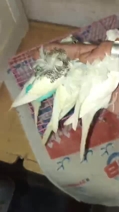 Hogoromo Budgies, farm video