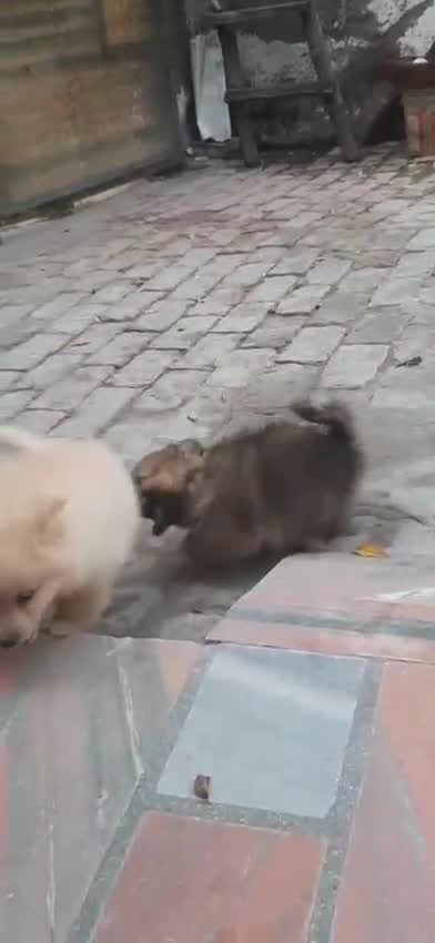Pomeranian Puppy, farm video