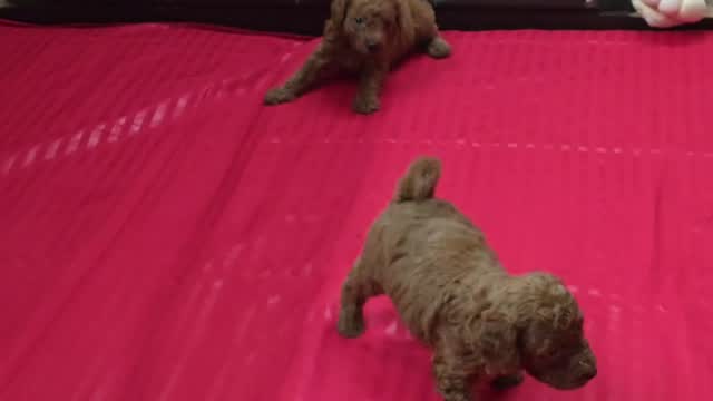 Standard Poodle Puppy, farm video