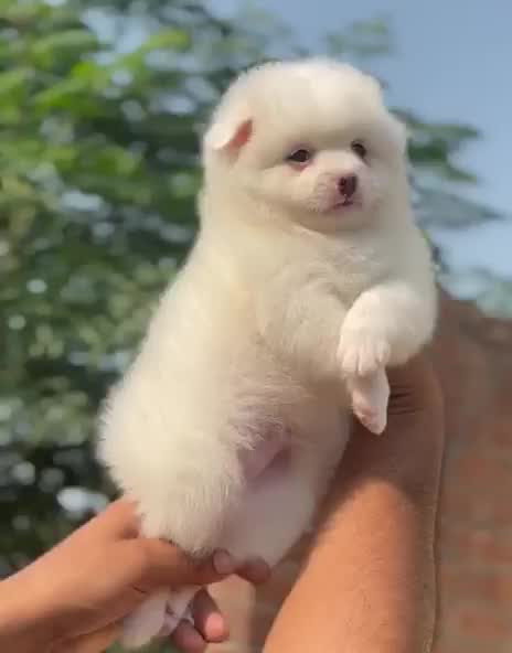 Orignal Toy Pom Puppy | Teacup Pom, farm video