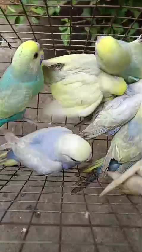 Budgies, farm video