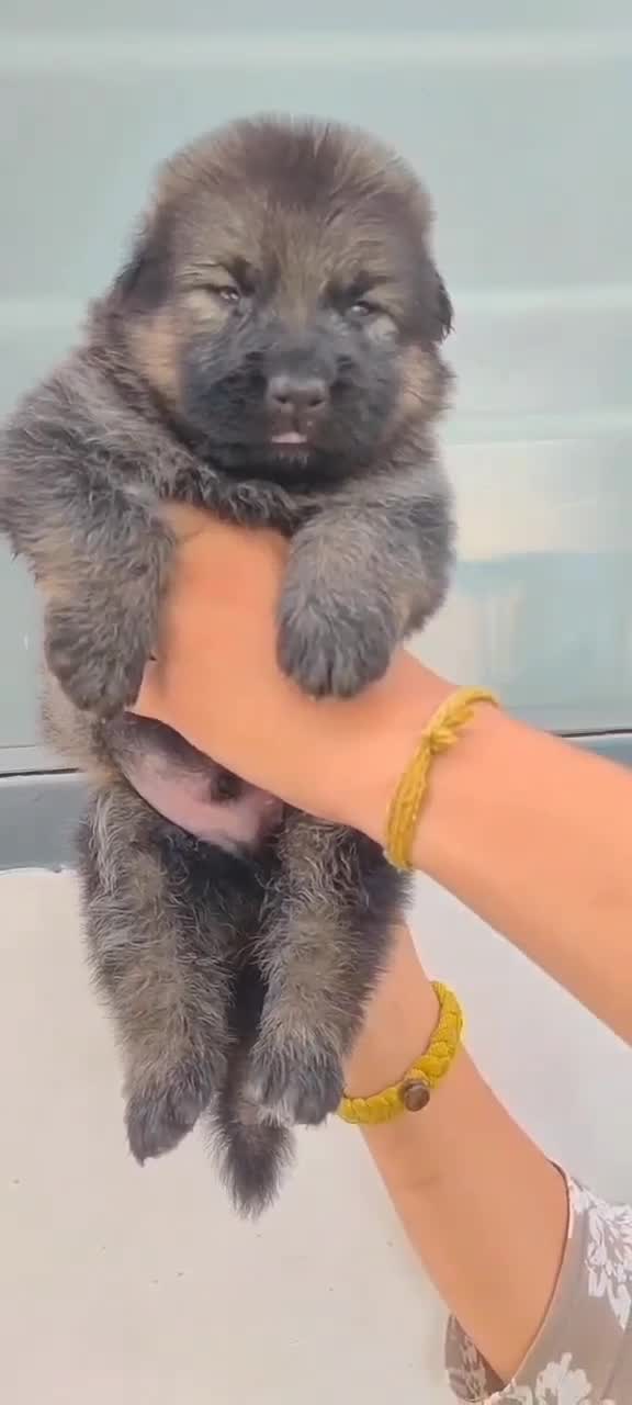German Shepherd Puppy, farm video