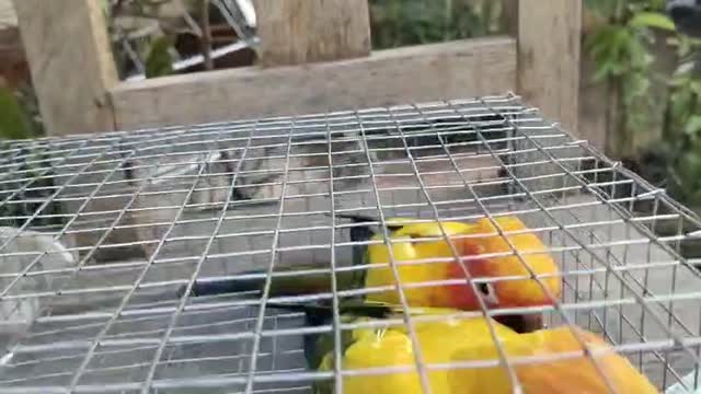 Sun Conure, farm video