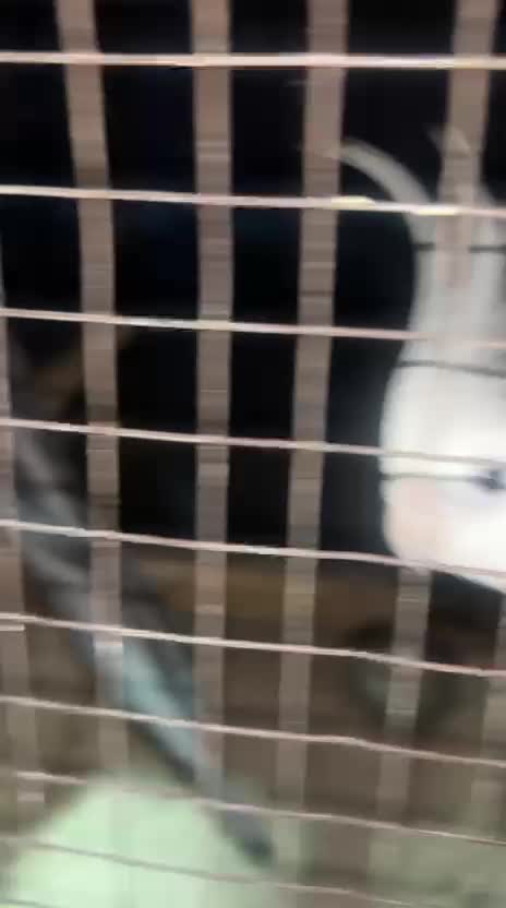 Cockatiel, farm video