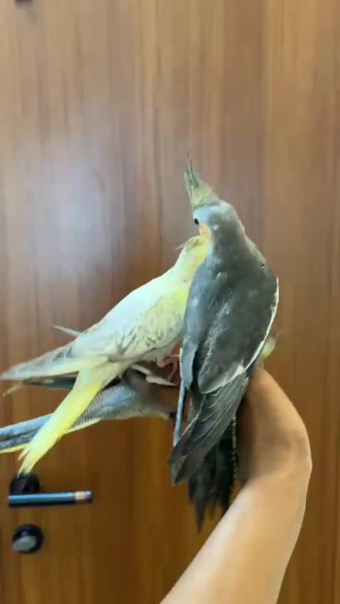 Cockatiel, farm video