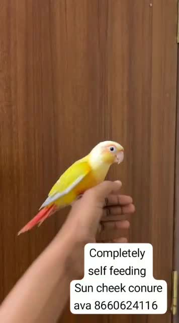 Sun Cheek Conure, farm video