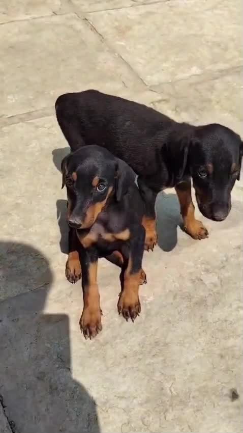 Doberman Pinscher Puppy, farm video
