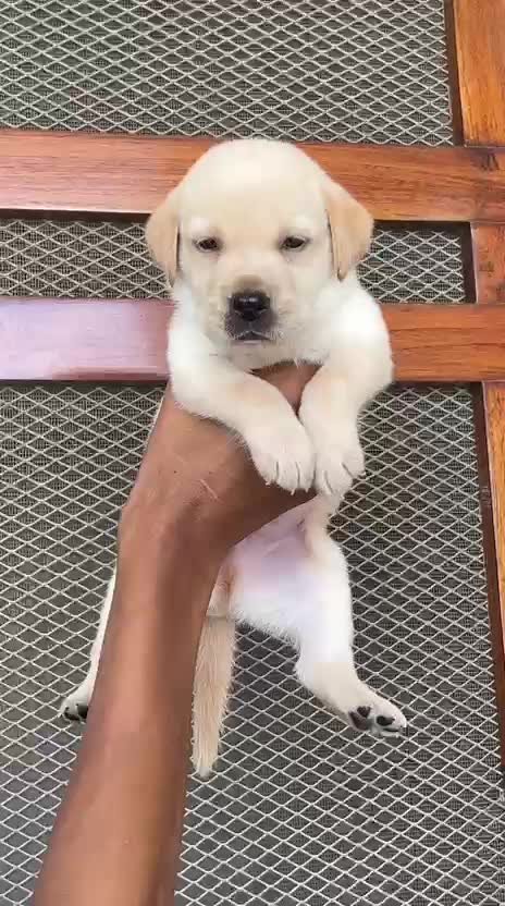 Beagle Black & Tan Puppy, farm video