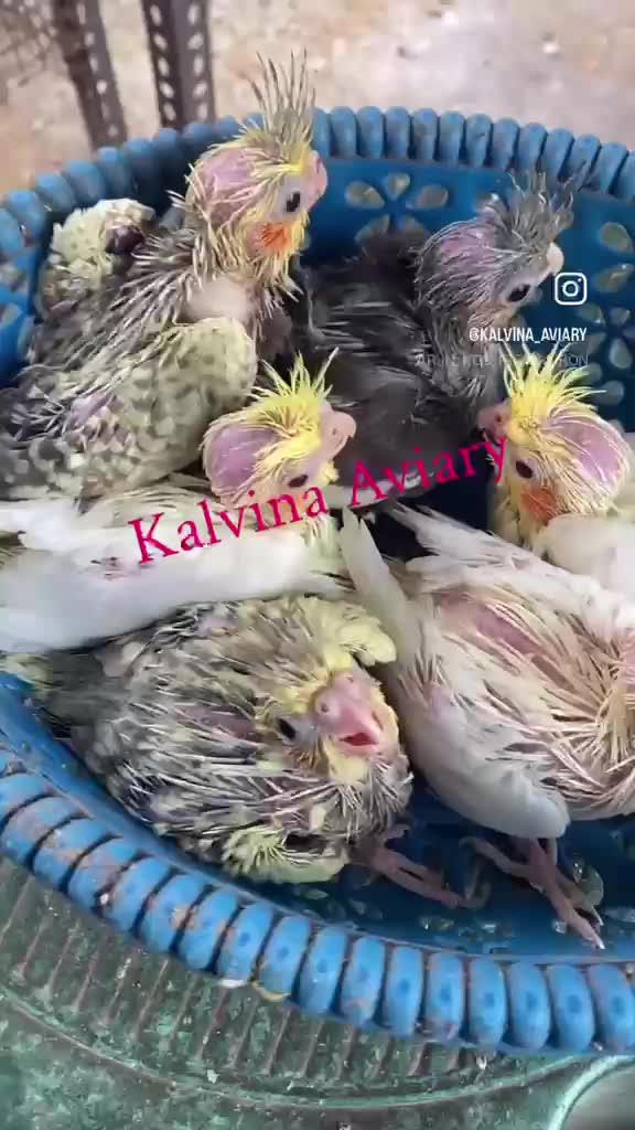 Cockatiel, farm video