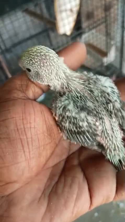 Budgies, farm video