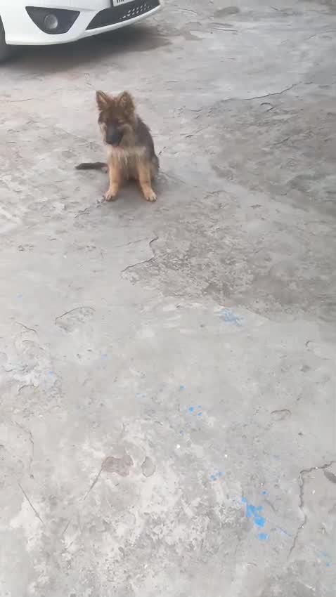 German Shepherd Puppy, farm video