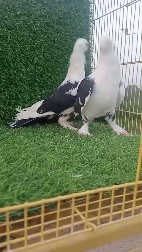 Homer Pigeon, farm video