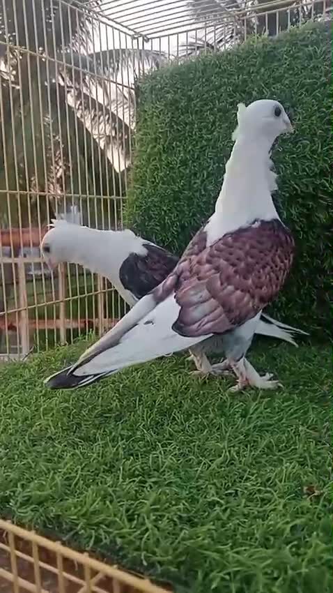 Homer Pigeon, farm video