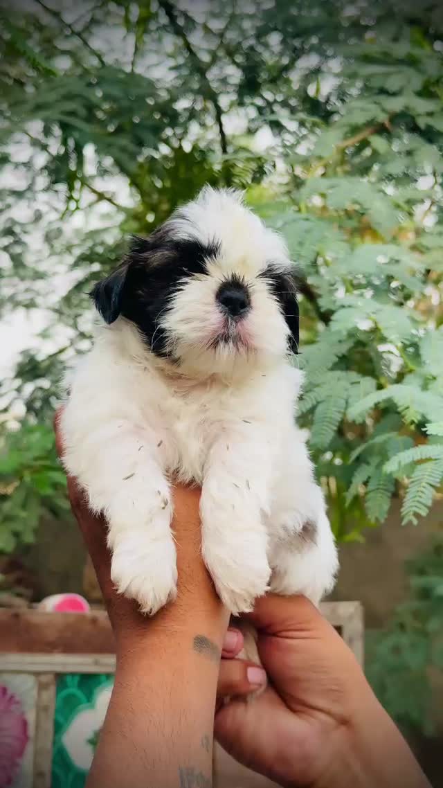 Shih Tzu | Black Color, farm video