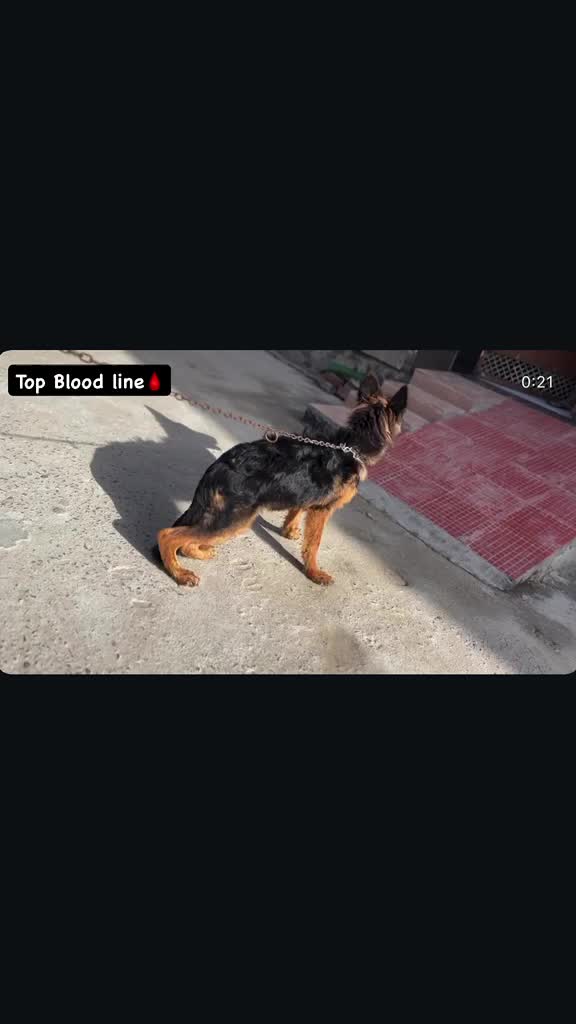 German Shepherd Puppy, farm video