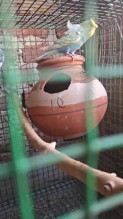 Hogoromo Budgies, farm video