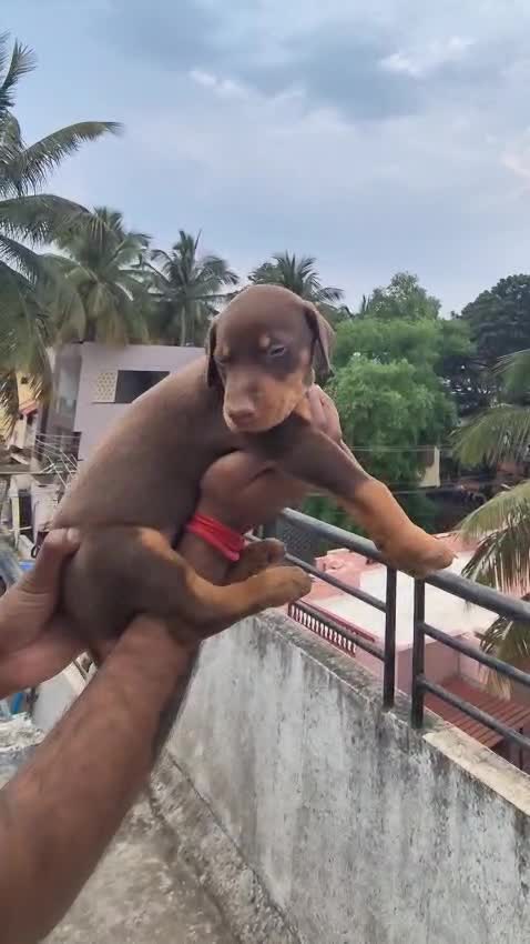 Doberman Pinscher Puppy, farm video