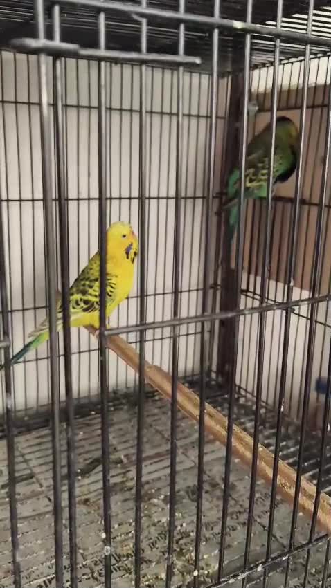 Exhibition Budgies, farm video