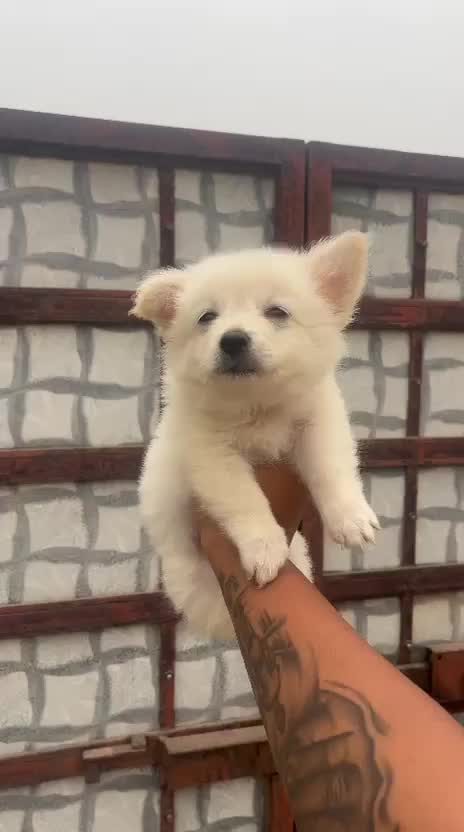 Culture Pom Puppy | Orange Color, farm video