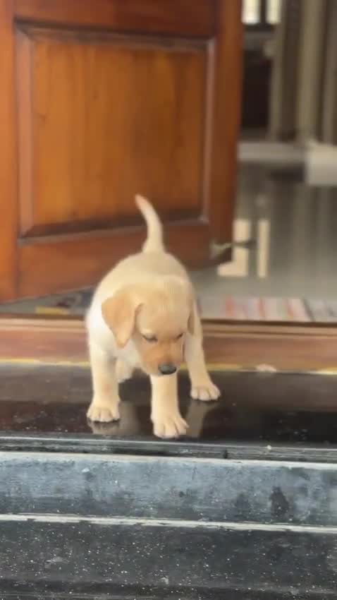 Beagle Black & Tan Puppy, farm video