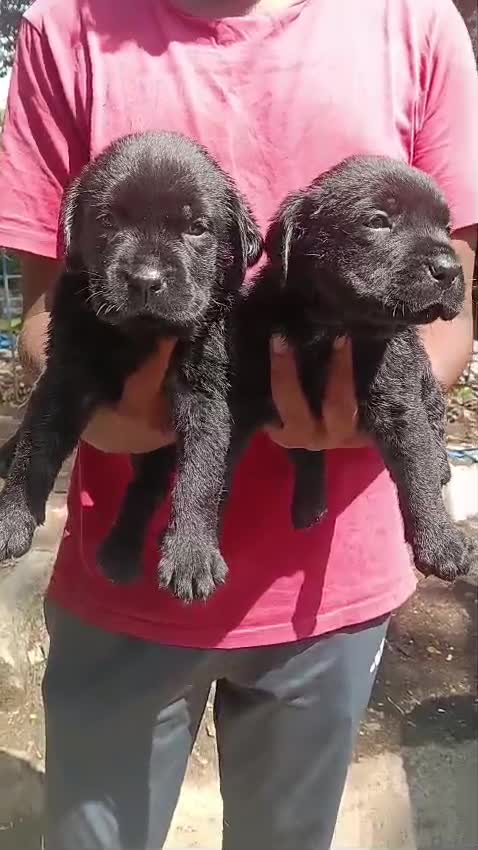 Beagle Black & Tan Puppy, farm video