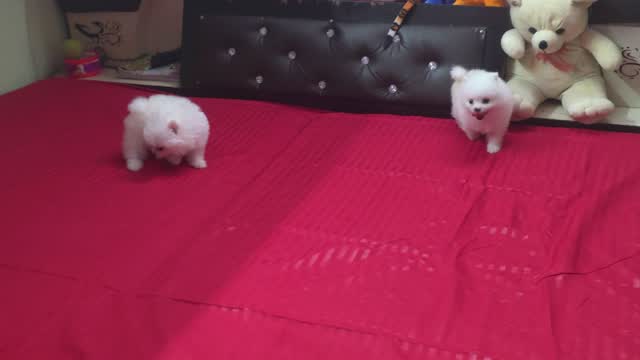 Toy Poodle Puppy, farm video