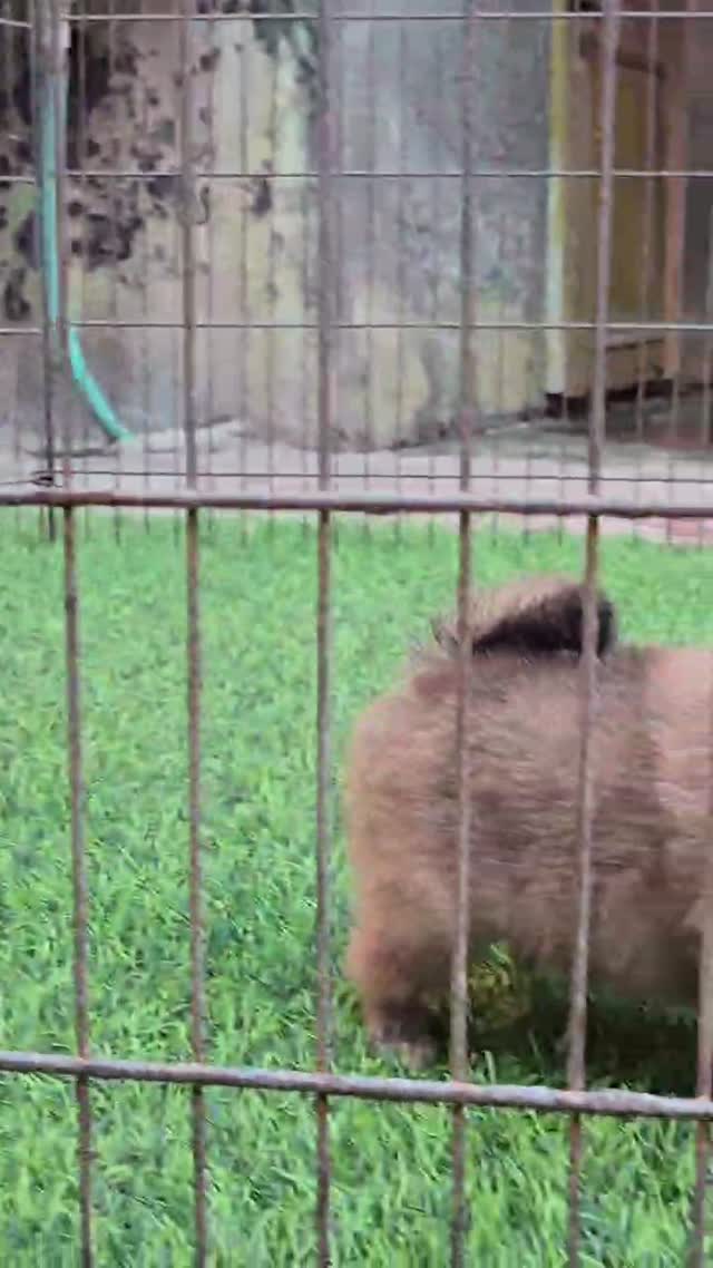 Pomeranian Puppy, farm video