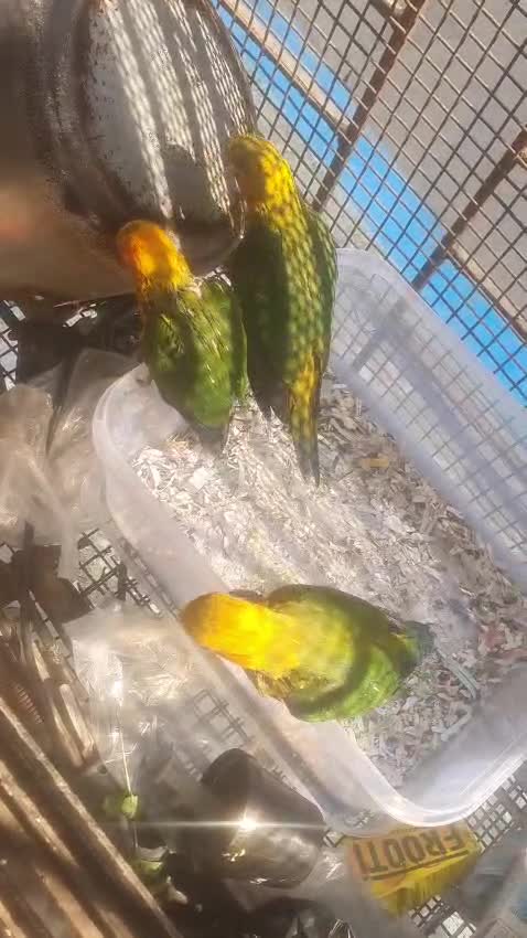 Sun Conure, farm video