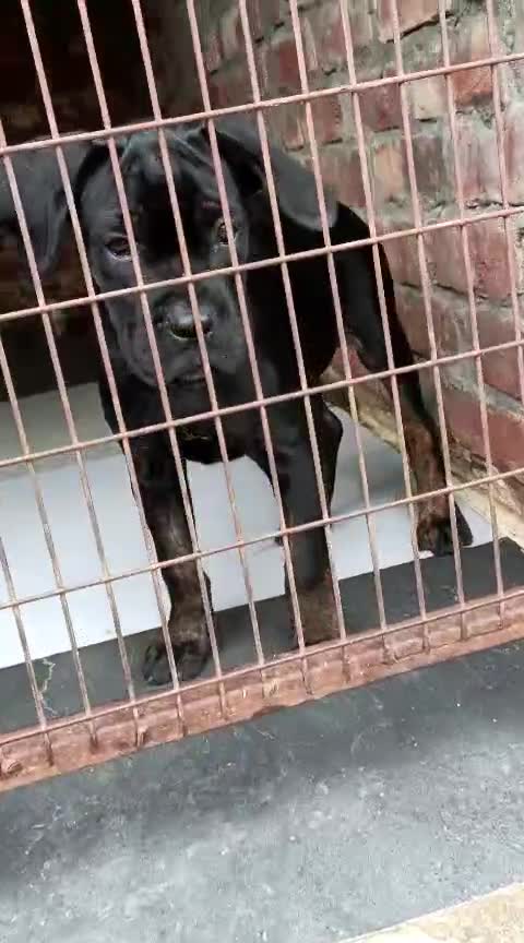 Cane Corso Puppy, farm video