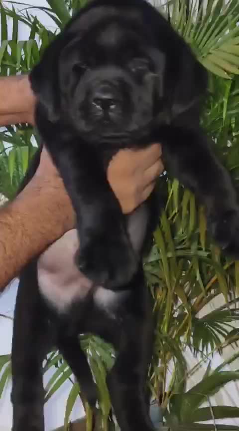Beagle Black & Tan Puppy, farm video