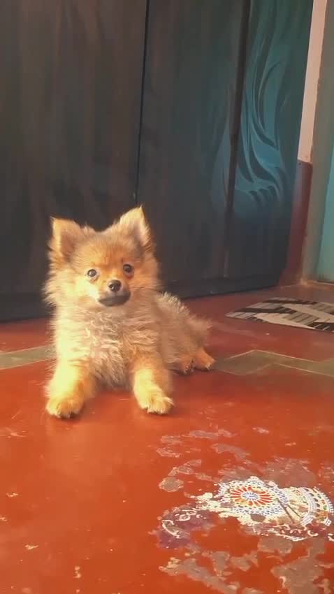 Pomeranian Puppy, farm video
