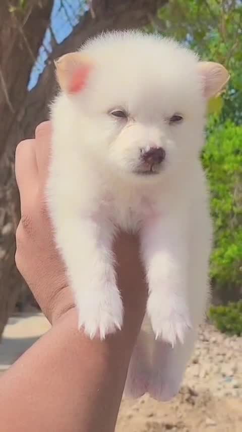 Pomeranian Puppy, farm video