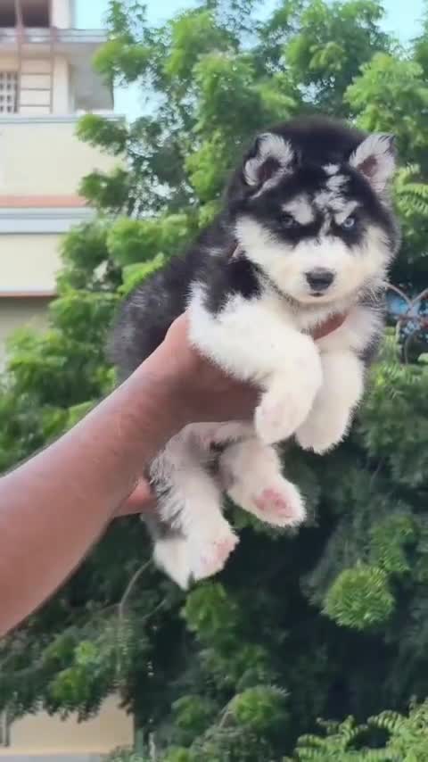 Siberian Husky Puppy | Black & White Color, farm video