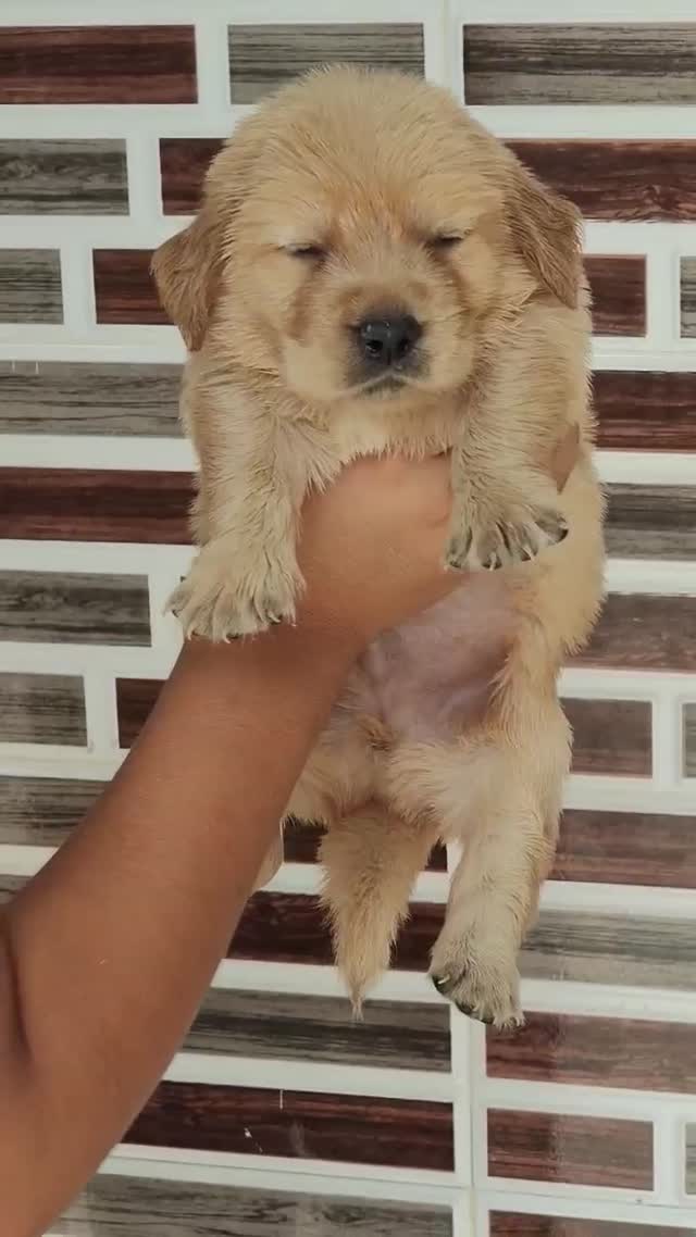 Golden Retriever, farm video