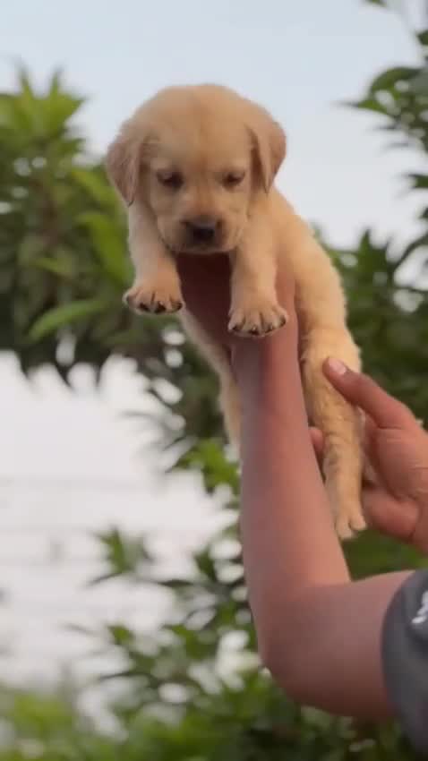 Beagle Black & Tan Puppy, farm video