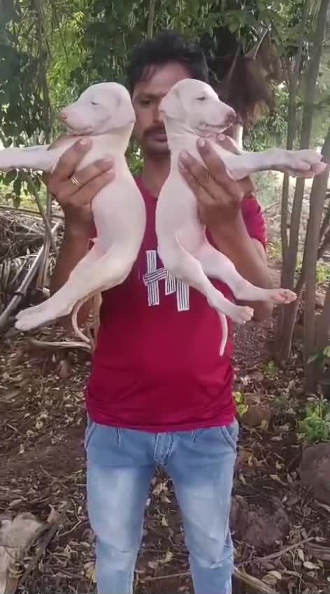 Mudhol Hound Puppy, farm video