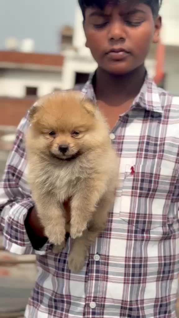 Culture Pom Puppy, farm video