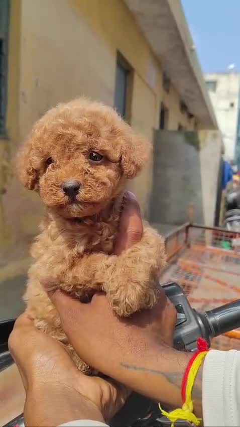 Standard Poodle Puppy, farm video